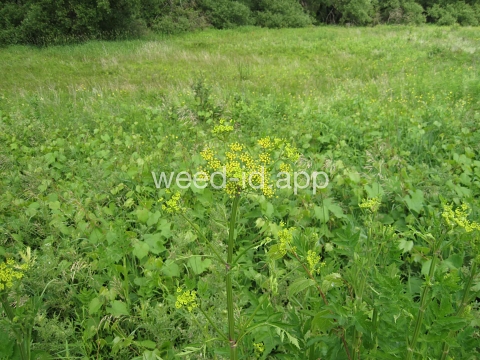 parsnip, wild
